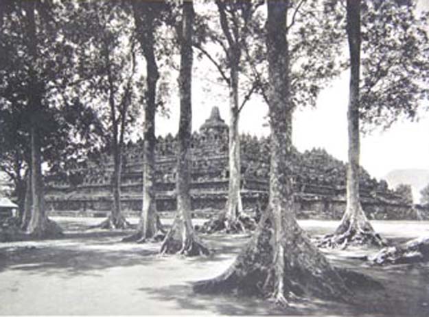Pohon Kenari di Borobudur Tahun 1930-an