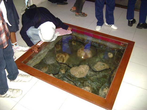 Biota laut di Museum Gembira Loka Yogyakarta, foto: suwandi Tembi