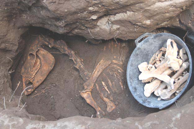 Kerangka binatang “purba” dan tulang-belulang yang telah dikumpulkan di dalam ember, difoto: Sabtu, 19 Juli 2014, foto: a.sartono