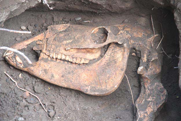 Detail foto tulang kepala binatang “purba” yang ditemukan di Bantul, difoto: Sabtu, 19 Juli 2014, foto: a.sartono